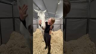 Spring Fling is such a good boy! #horse #equestrian #fyp#grwm #voiceover #fy #foryou #colorado