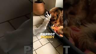 Funny Parrot #funnybirds #barking #imitation #dog #fun #viral #trending #youtubeshorts