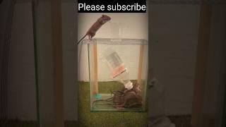  rat trap best idea in  homes #rattrap #viralideas #mousetrap #cute #funny