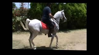 Egyptian Arab Horse Dancing