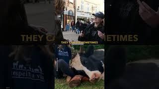 Can animals feel? 