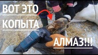 Таких копыт никогда не чистил - КАМЕНЬ!