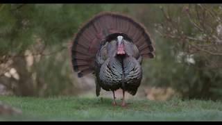 Wild Turkey 5.5K with Canon 1dx Mark III