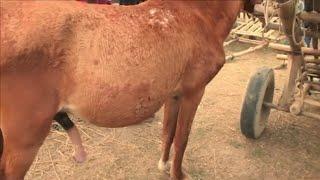 Best horses Meet 2022 | Beautiful New Style horse meet ma'ting || Village Horse Farm