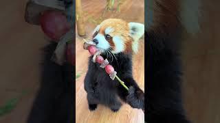 Omg,that’s great #fy #fyp #trending #cute #adorable #redpanda #love