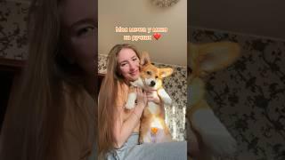 А какая у вас мечта? #корги #corgi #собаки #видеосживотными #собака #коргипемброк #животные #влог