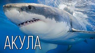 Shark: The Queen of Fish | Interesting facts about sharks