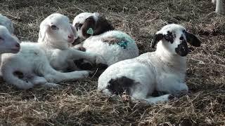 Lammertijd na Blauwtong bij de Schaapskudde