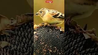 Brambling Bird on sunflower (Fringilla montifringilla)#birds #wildlife #nature #birdsounds #birdsong
