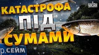 Катастрофа під Сумами! Чому у річці Сейм вмирає все живе? Загадкова чорна пляма бентежить екологів