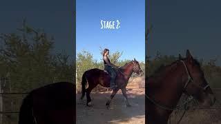 How to teach your horse to stop off of just your seat  #horsetraining #horsebackriding #trainingtips