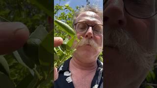 Limes—30 Plants in 30 Days; Edibles