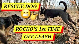 Rescue Dog on 1st Off Leash Hike - Rocko is BACK!!