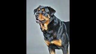 Dog daycare and doggie boarding at Dogstown University