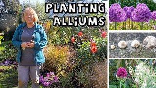 5 Allium Bulbs to Plant Now for Summer Colour & Planting Tips