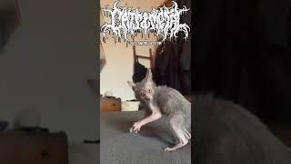 Cats And Metal | Very ugly cat is ugly | Infant Annihilator - Blasphemian