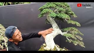 bonsai terindah di kelas bintang