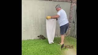 How to Properly Capture an Injured Wild Bird