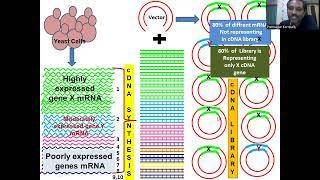 Normalized cDNA Library