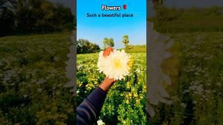 Flowers  #foryou #nature #shorts #viralshorts #flowers #beautiful #highlights #colors