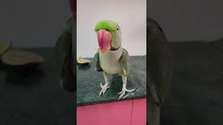 Talking Parrot Pablo So Funny & cute 