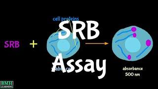 Sulforhodamine B Assay | SRB Assay |