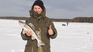 Зимняя рыбалка. Ловим судака на жерлицы.