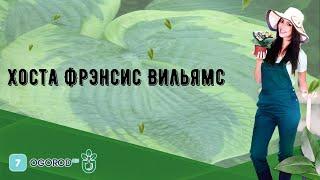 Хоста Фрэнсис Вильямс