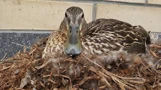 Angry duck at Zehrs