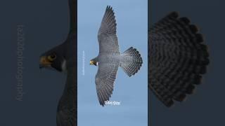 The Sky King  Scarface before he got the scar above his right eye. ...#falcon #peregrinefalcon