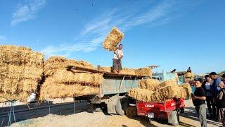 хазарасп ем хашак нархлари! 3 сентябрь 2023