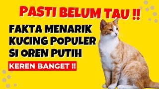 Banyak yang Belum Tau Ini !! 10 Fakta Unik dan Menarik Kucing Oren Putih