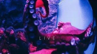 Octopus Live