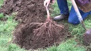 Planting a Bareroot Fruit Tree