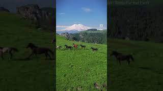 Kabardian breed of horses, and in the background the handsome Elbrus. Кабардинская порода лошадей