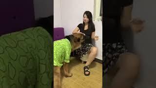 #不养狗不知道养狗的乐趣 #德牧