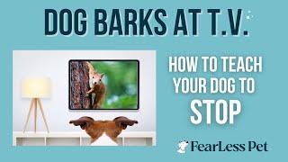 How To Teach a Dog To Stop Barking at the TV Television