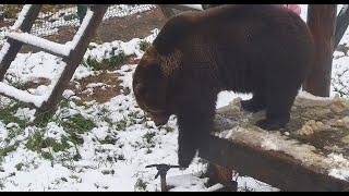 Медведь Мансур очень рад первому снегу ️ Mansur bear is happy with the first snow of the year