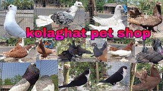 Low price fancy pigeon shop visit kolaghat pet shop visit ফেন্সি পায়রা দোকান pet and animal shop