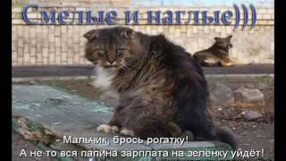 Коты - Смелые и наглые...