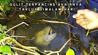 MANCING BELUT MONSTER YG SANGAT KUAT DIMALAM HARI