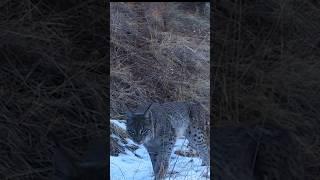 Silovsin #silovsin #lynx  #wildlifeuzbekistan #tabiat #yovvoyi #wildlife #lynxislive #рысь #nature