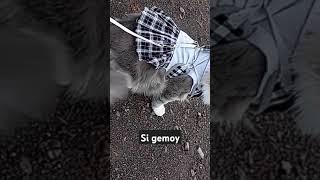 Chloe si kucing gemoy..