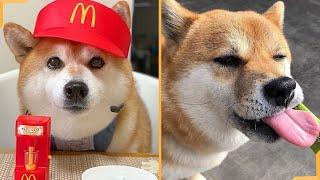 Shiba Inu Funny Videos Compilation 2020 | Try Not To Laugh