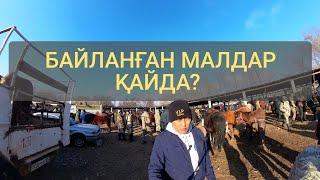 Жаркент мал базары. 27.11.2022ж