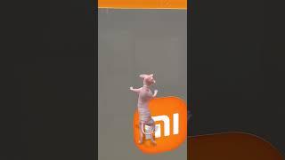 #catcratoonvideo#️️️