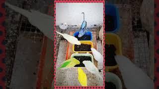 Hunger Games: Budgies.