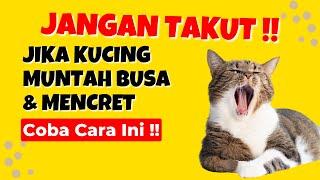 Wajib Tau !! 10 Penyebab Mengapa Kucing Muntah dan Mencret Serta Cara Mengatasinya