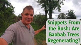 Snippets From the Bush: Are Baobab Trees Regenerating?