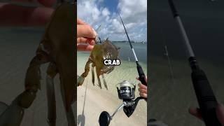 Fishing with BLUE CRAB! #fishingvideo #fishing #saltwaterfix